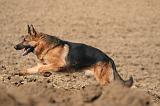BERGER ALLEMAND 1312